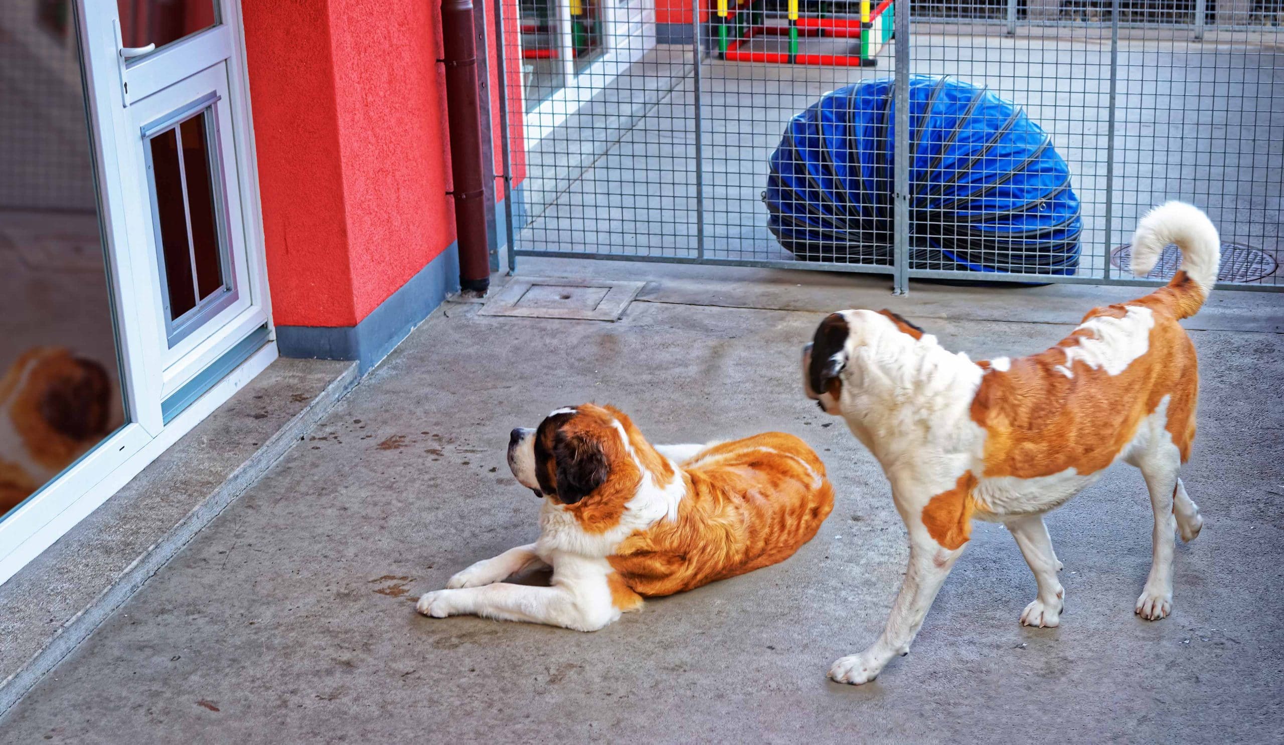 Pet Boarding Insurance - Insurance Canopy