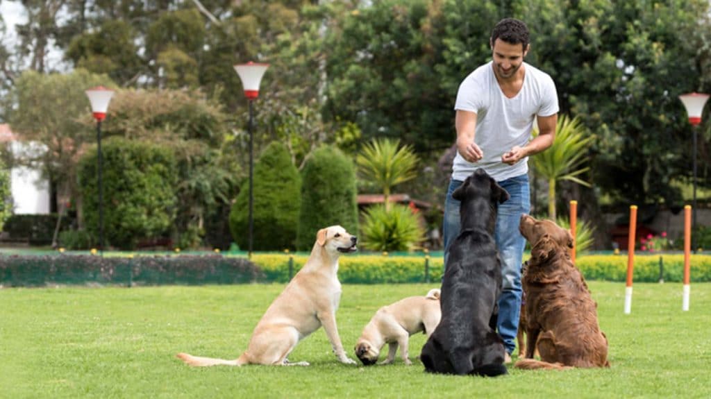 Trainer training group of dogs