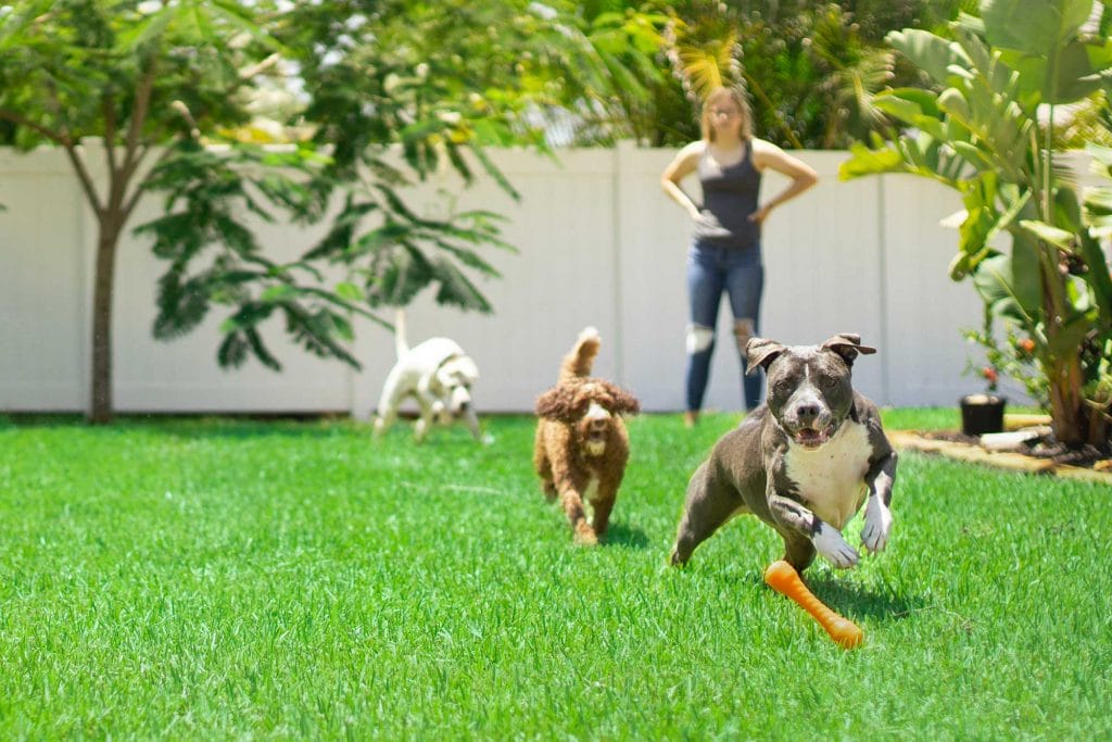 dogs playing fetch