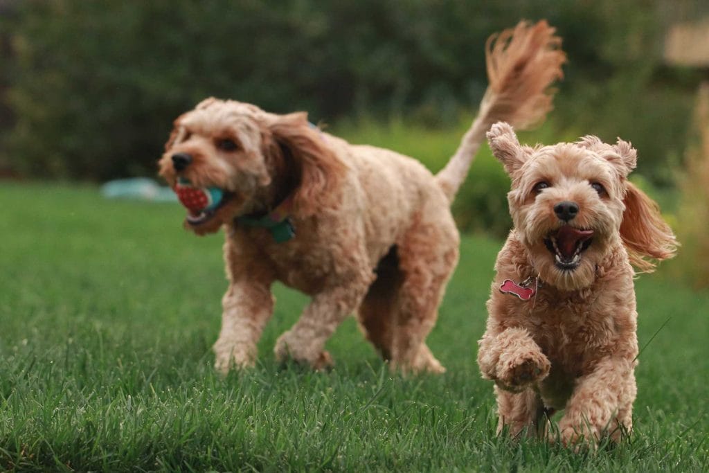 two dogs playing fetch