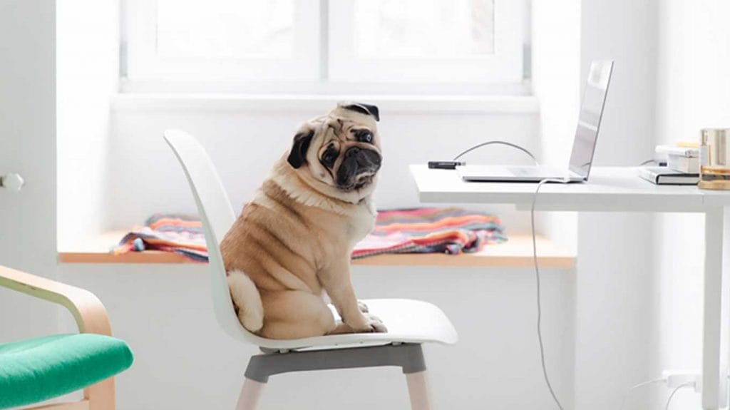 Pug sitting at computer