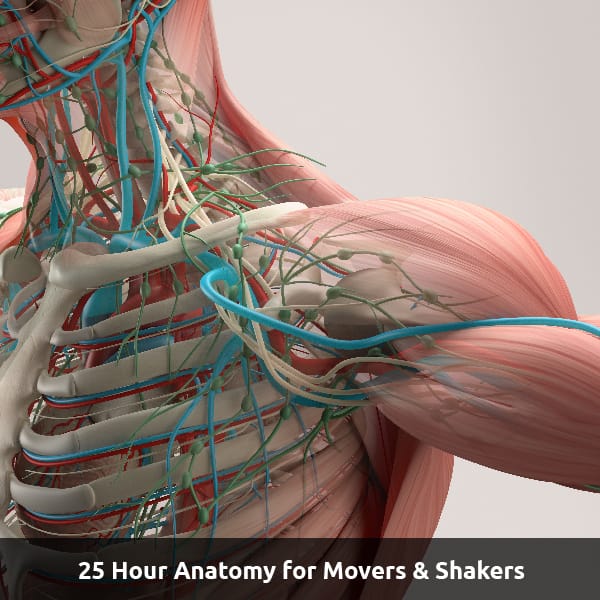 A medical diagram of veins, muscles, capillaries, and bone. Text Reads: 15 Hour Anatomy for Movers & Shakers.
