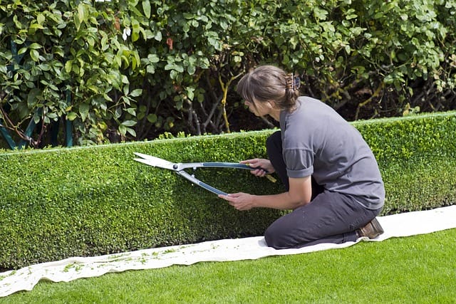 a female worker cuts a hedge with trimmers