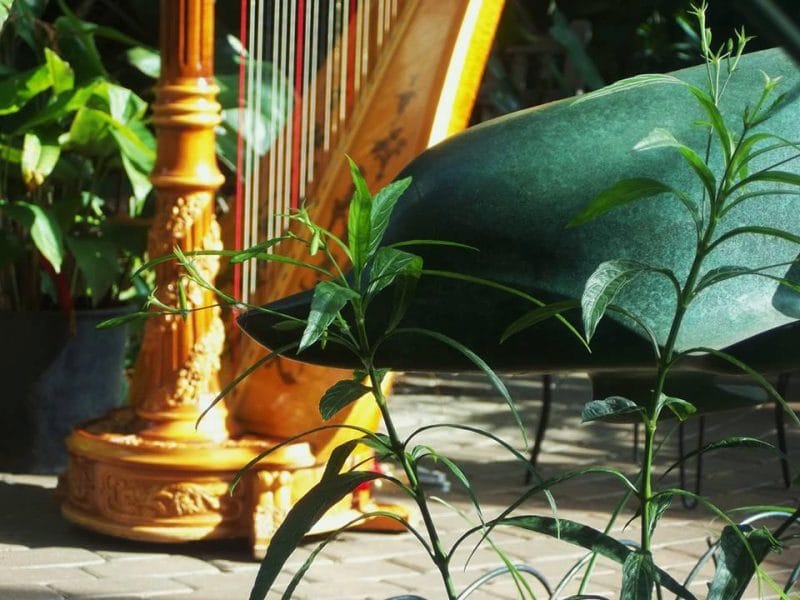 American Harp Society Long Island harp