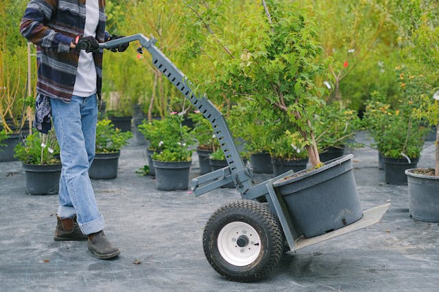 Gardener carrying trolley with plant in pot