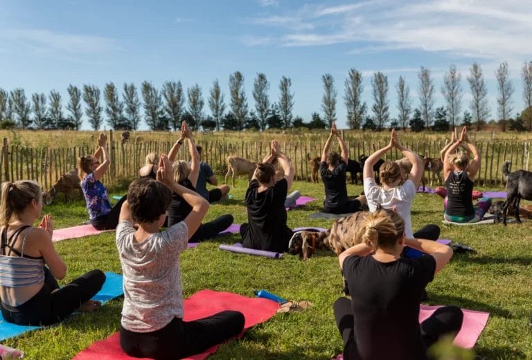 A yoga class practicing a seated pose in a small-fenced in field with brown and black floppy-eared goats wandering in between them.