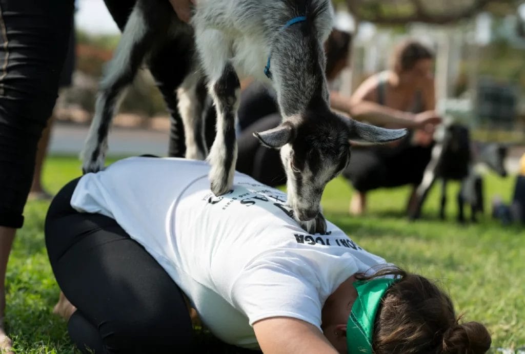 A small black and white goat stands on the back of a yogi during child's pose.