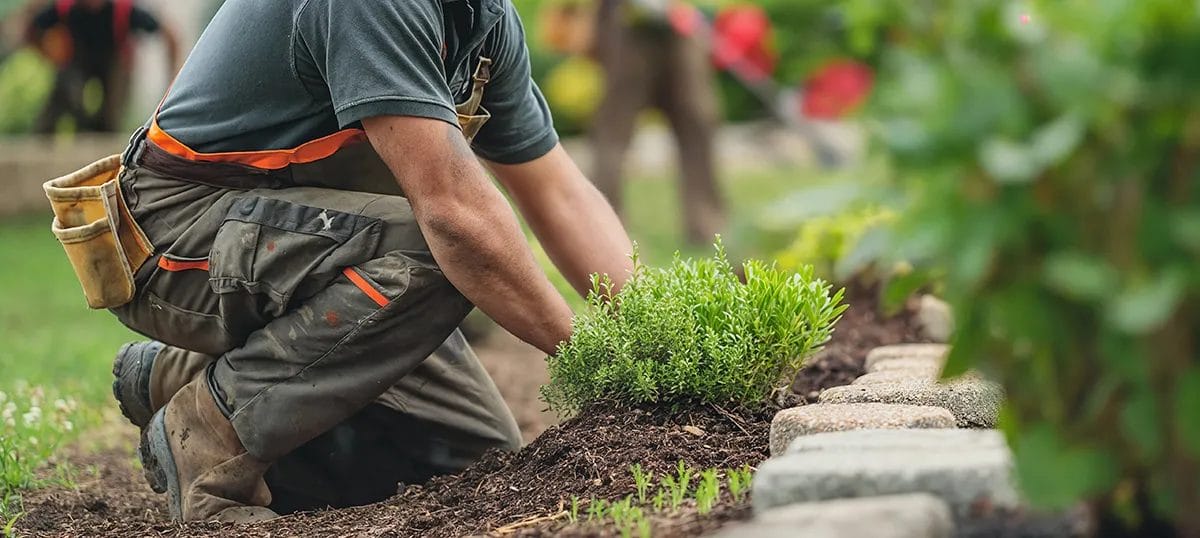 Image and gardener working in garden