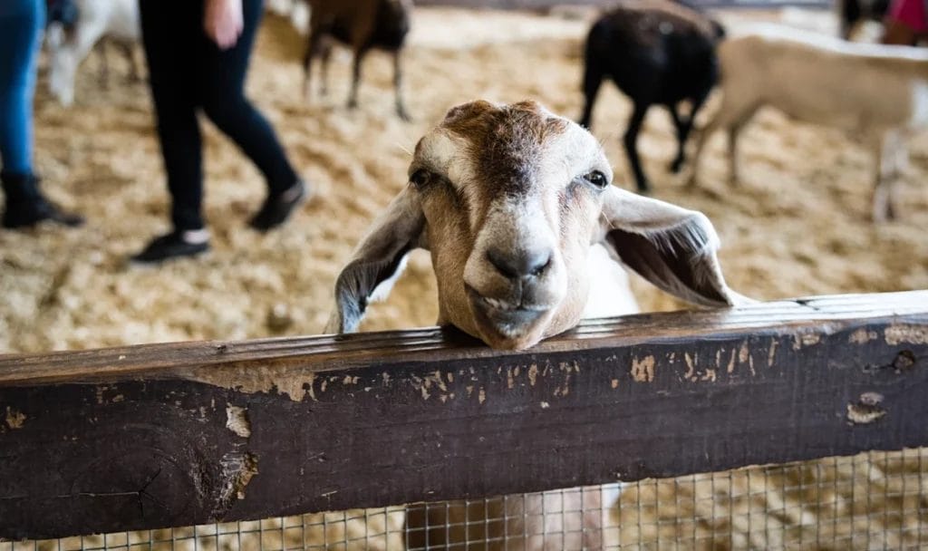 A brown goat makes a funny face at the camera while looking over a railing.