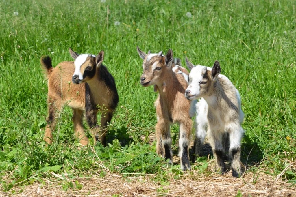 Three brown and white baby goats stand in a field watching something out of frame.