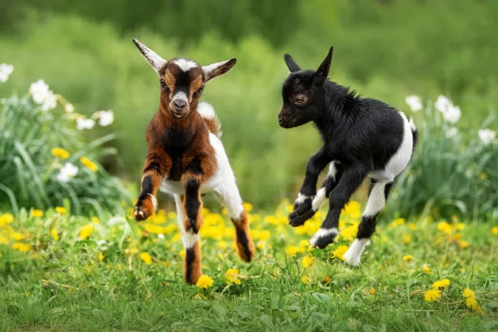 Two baby goats, one brown and white, one black and white, play in a field of dandelions.