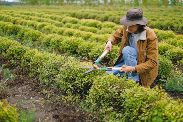 A landscaper carefully trims a row of hedges.