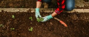 Person Plucking Weeds out of Soil in Garden