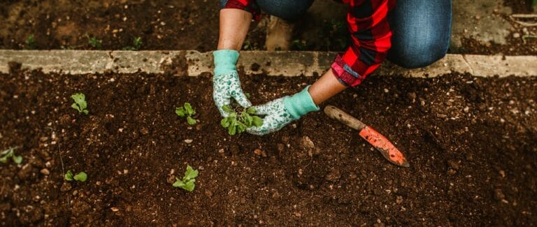 Person Plucking Weeds out of Soil in Garden