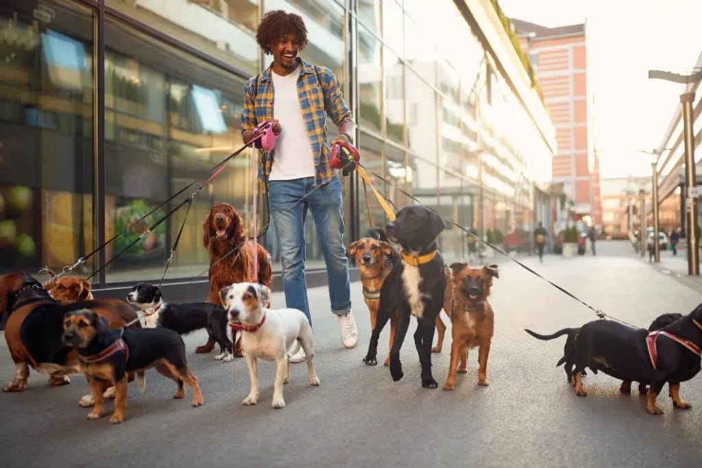 A dog walker wearing a blue flannel, white shirt, and blue jeans smiles white walking multiple dogs on leashes in a city environment.