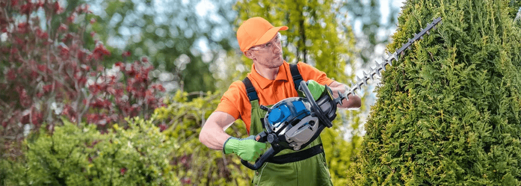 Guy trimming a tree