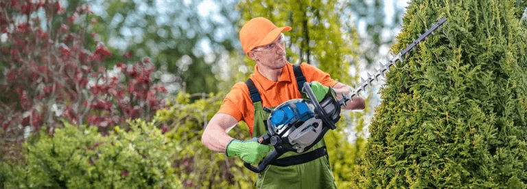 Guy trimming a tree