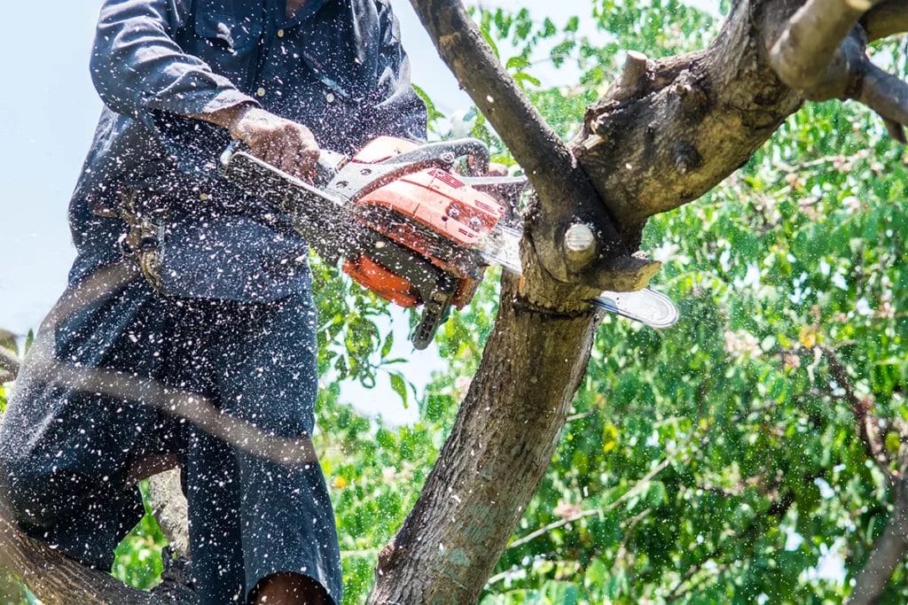 A person cuts a tree branch off with a chainsaw.