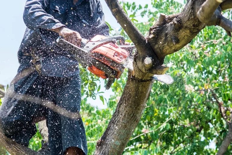 A person cuts a tree branch off with a chainsaw.