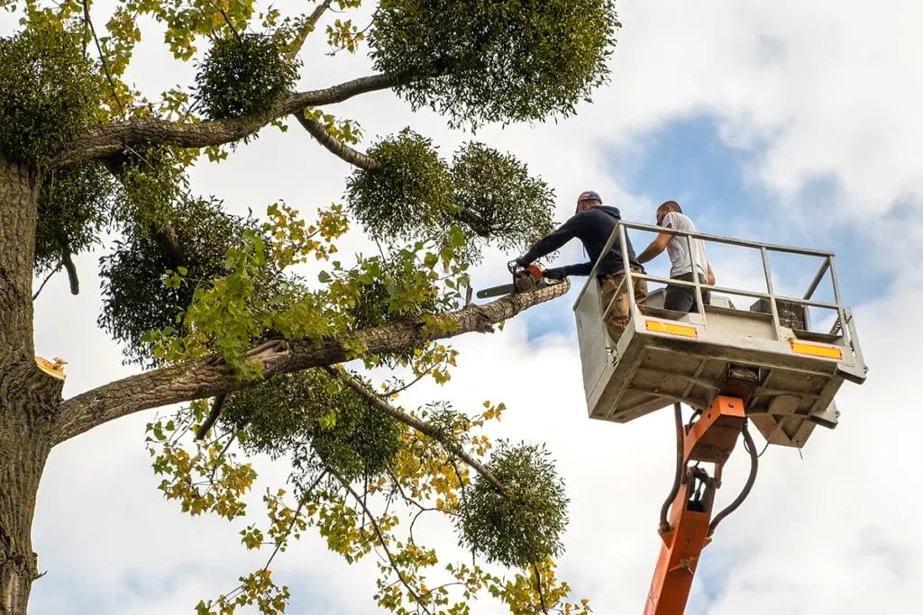 Two people in a cherry picker cutting a tree branch.