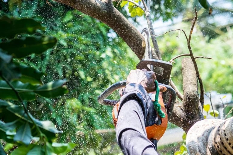A close-up shot of a person holding a chainsaw and sawing a branch off a tree.