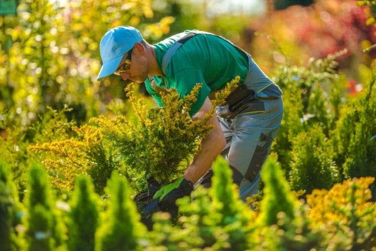 A landscaper planting a new plant in a garden.