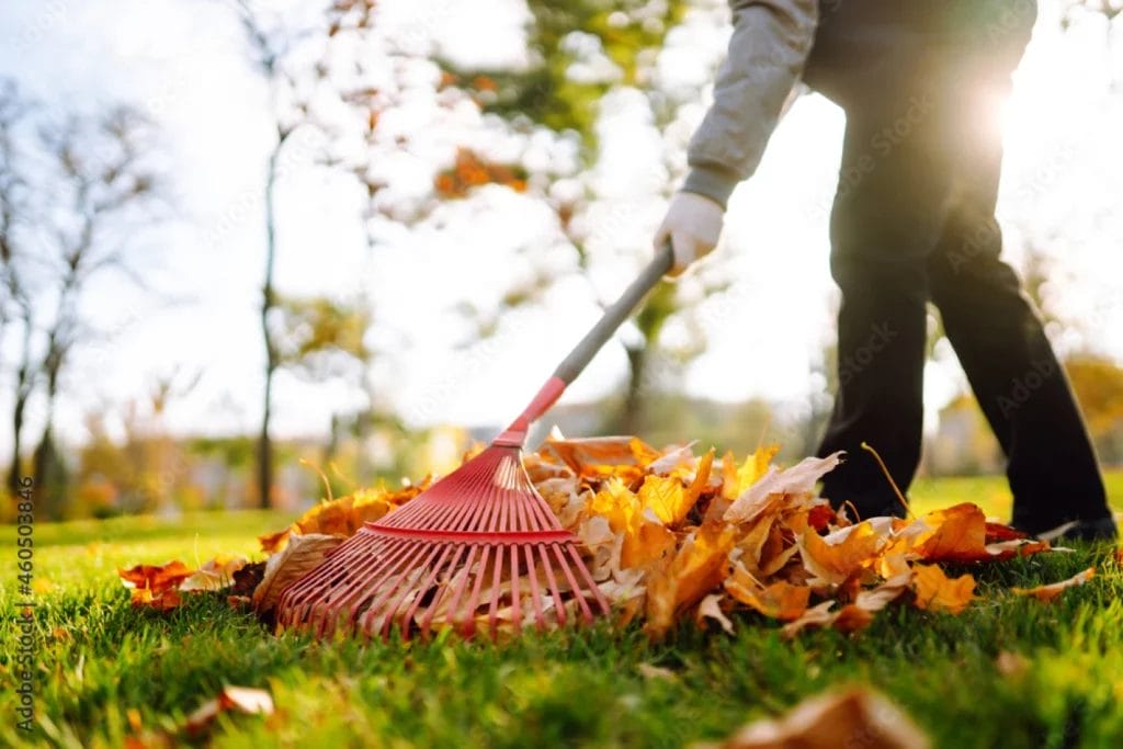 A landscaper raking up fall leaves.