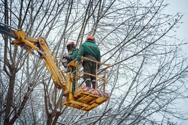Arborists prepping to cut tree branches in late winter