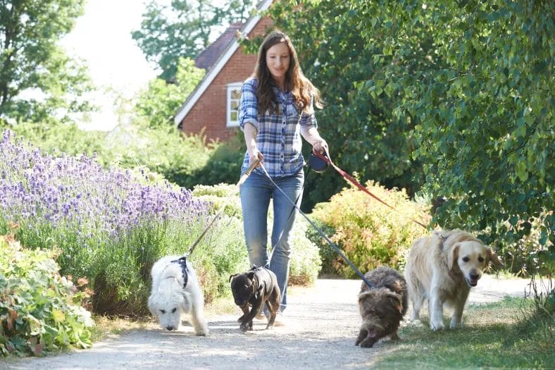 A professional dog walker walks four dogs on leashes on a garden path lined with lavender.