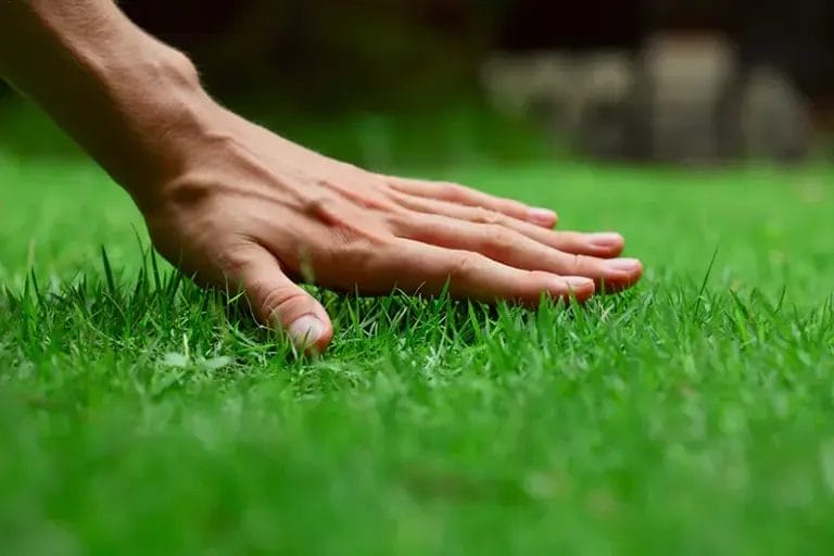 Image of a hand touching a nicely maintained lawn.
