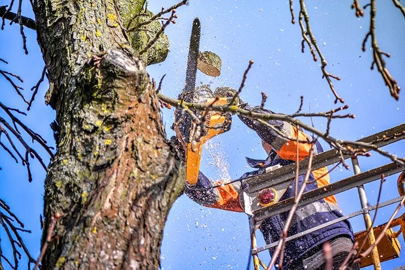 Image of a man using a lift to cut branches off a tree.